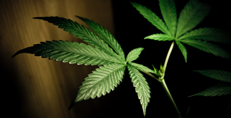 Study Says Cannabis Doesn’t Cut Long-Term Opioid Use