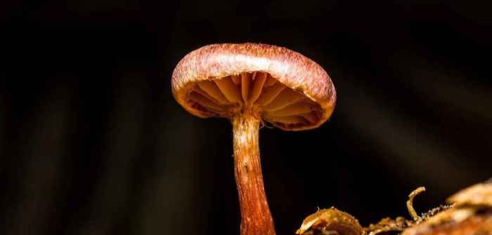 Shrooming Up: Magic Mushroom Use Rises as Other Drug Use Falls